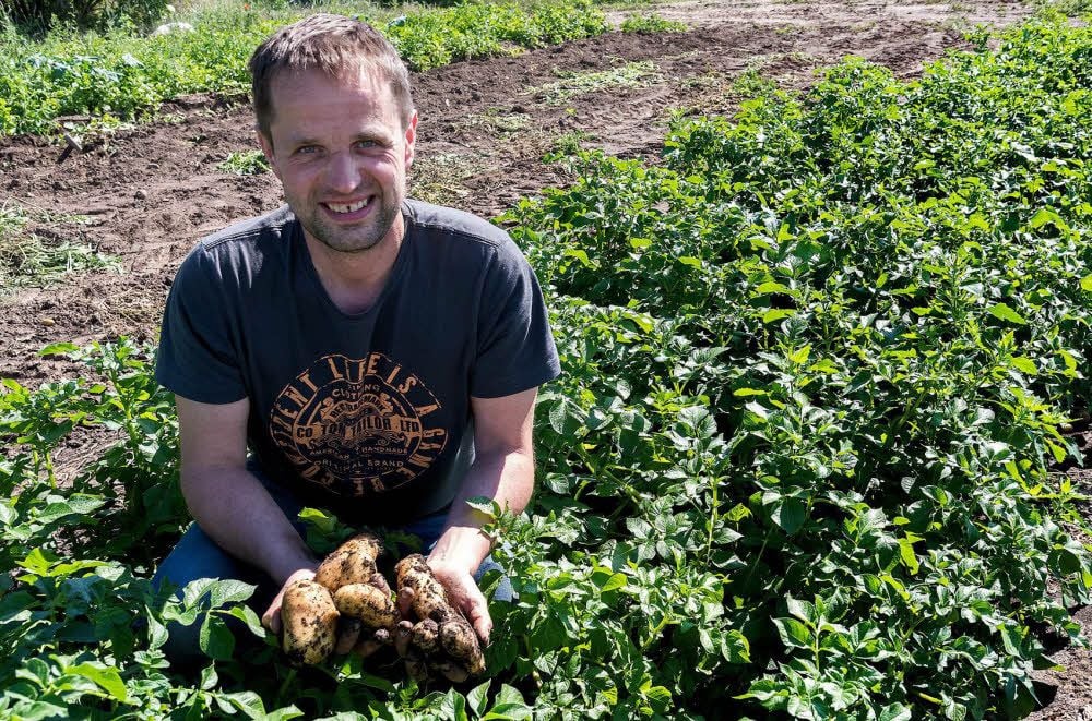 Spargelbauer Ingo Hindorf baut jetzt auch Kartoffeln an. Die Ernte hat begonnen.