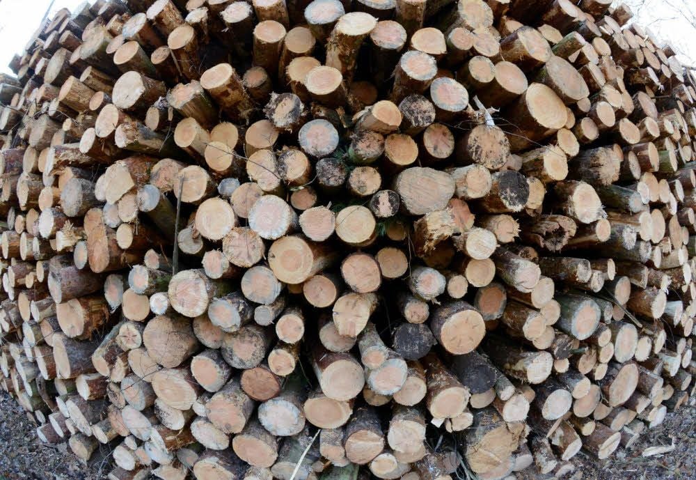 Sauber gestapeltes Waldholz nun in einheitlicher Länge von fünf Metern.