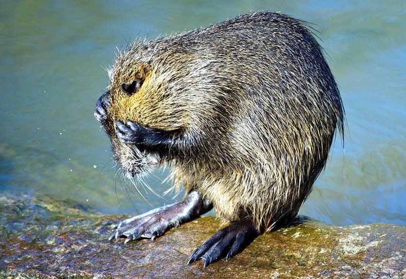 Ein Nutria
