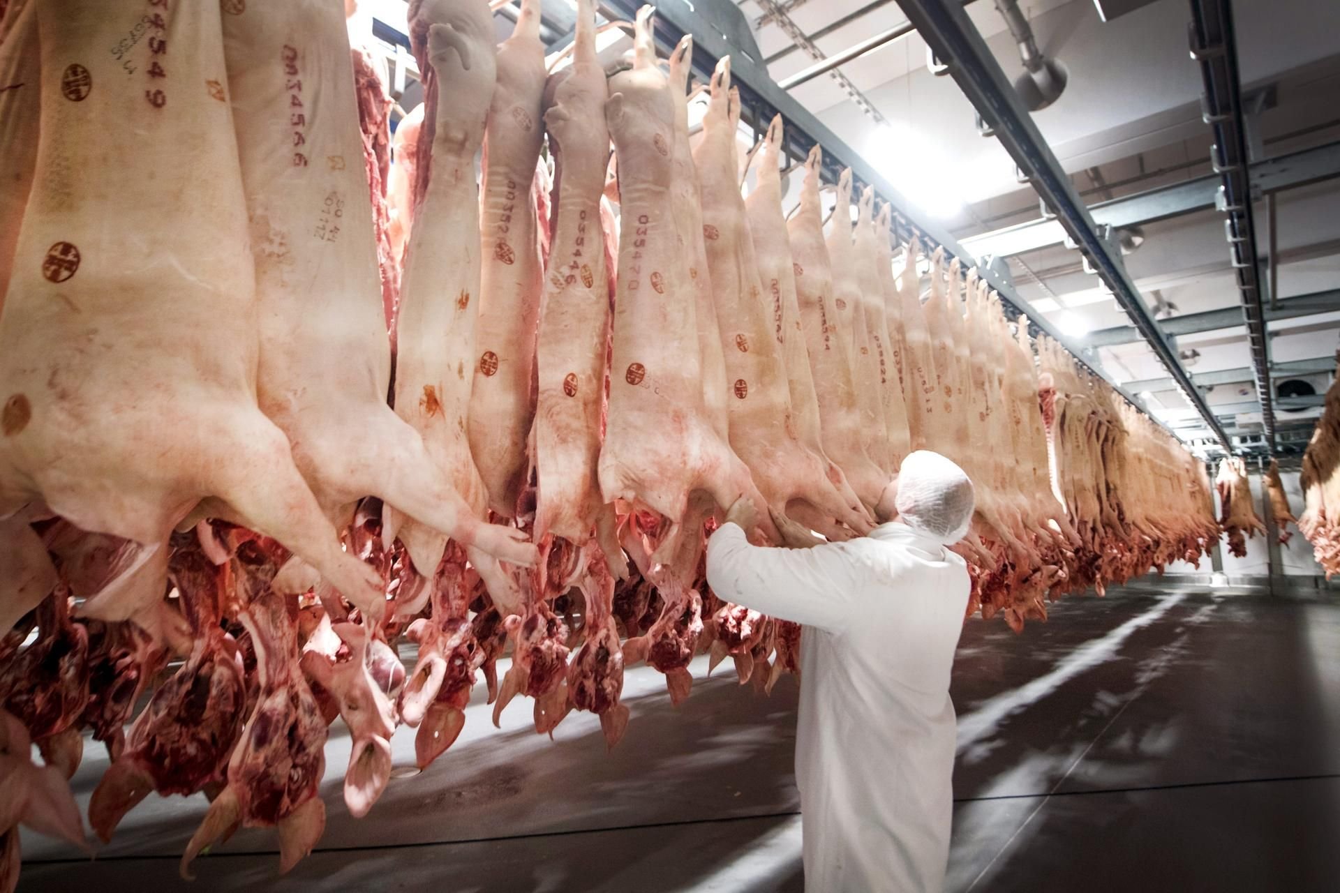 Frisch geschlachtete Schweine hängen in Rheda-Wiedenbrück in einem Kühlhaus des Fleischunternehmens Tönnies (Archivbild).
