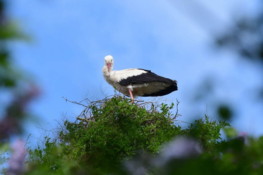 Dieser Storch verzückt Familie Graßhoff und Uichteritz. Viele hoffen, dass sich das Tier ein Nest baut.