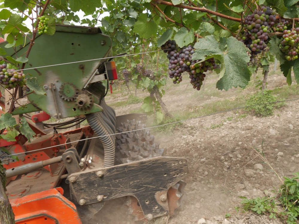 Bereits im August ist die erste Kalkmagerrasenmischung, bestehend aus 50 Arten, am Köppelberg mit einer speziellen Maschine angesät worden.