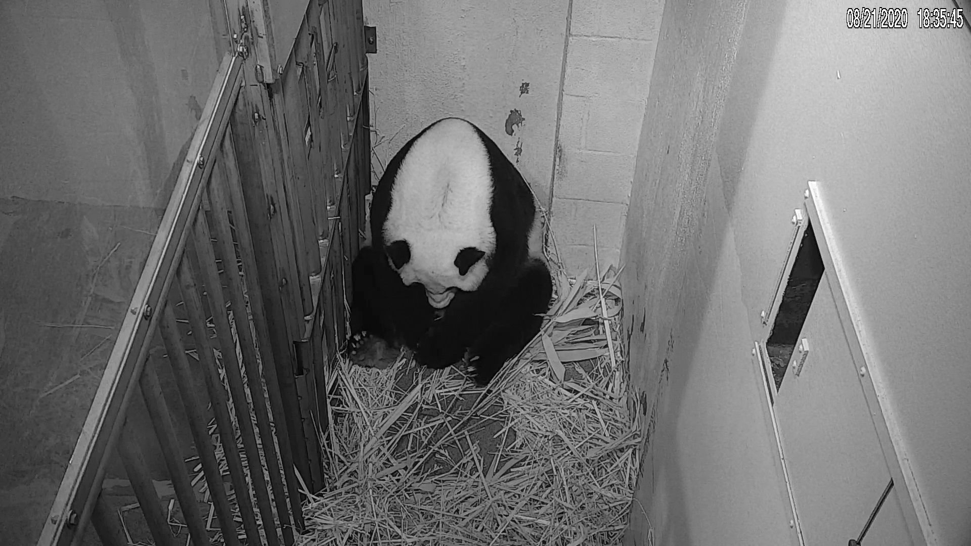 Das Pandaweibchen Mei Xiang hat am Freitagabend (Ortszeit) ein gesundes Neugeborenes im Smithsonian National Zoo zur Welt gebracht.