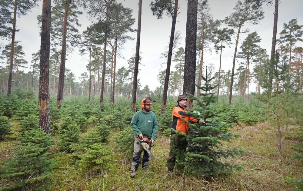 Benedikt Sedlmayer und Mitarbeiter Christian Lietsch haben in der Heide einmal mehr die sogenannten Mondphasenbäume geschlagen.