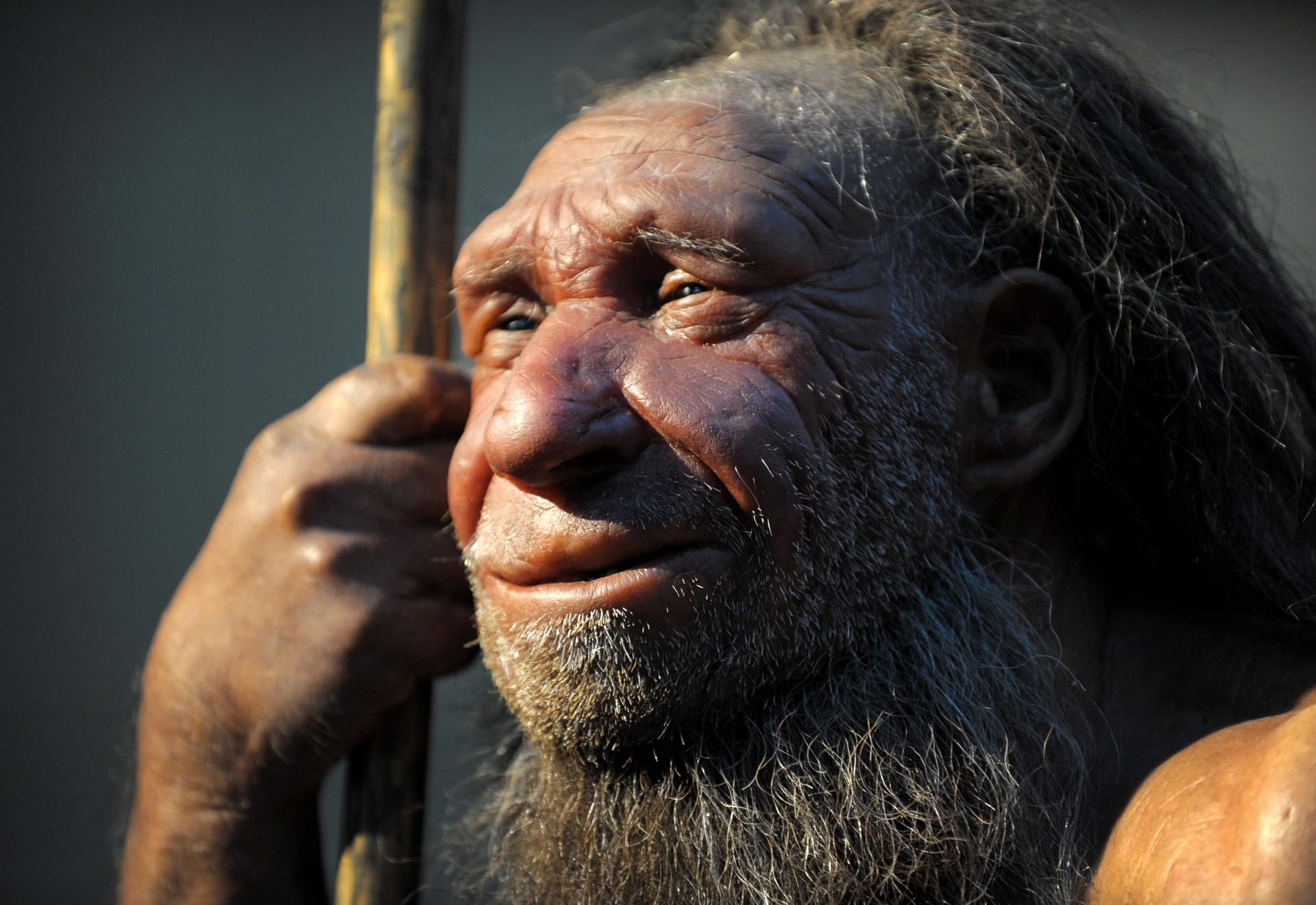 Eine Studie zeigt einen Zusammenhang zwischen dem Neandertal-Erbgut und schweren Covid-19-Verläufen.