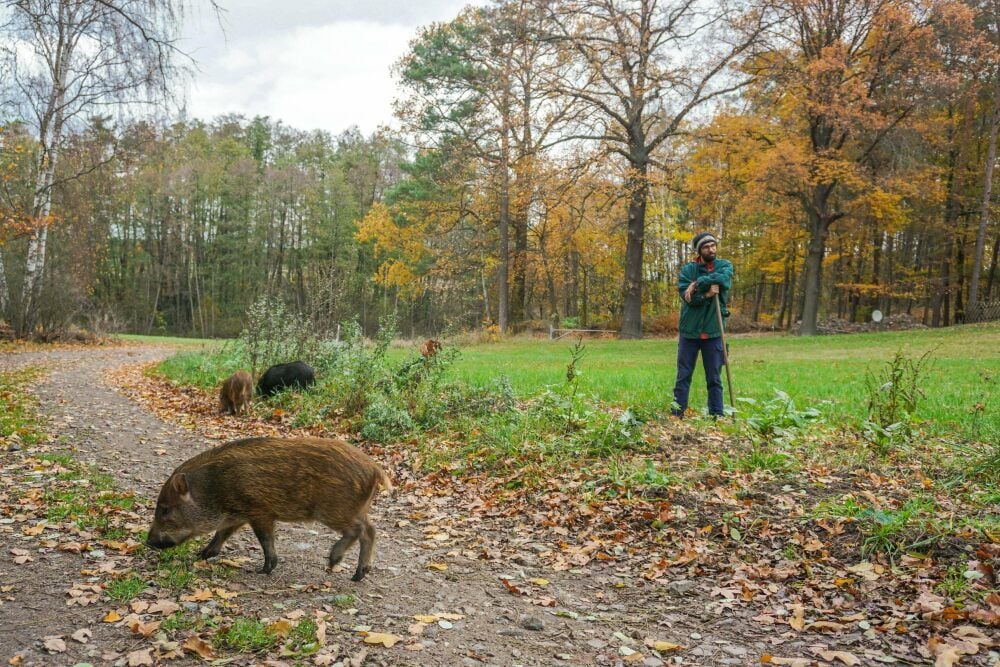 Die Jungtiere, wie hier im Bild, ähneln tatsächlich Wildschweinen. Erschossen wurde allerdings ein ausgewachsenes Hausschwein.