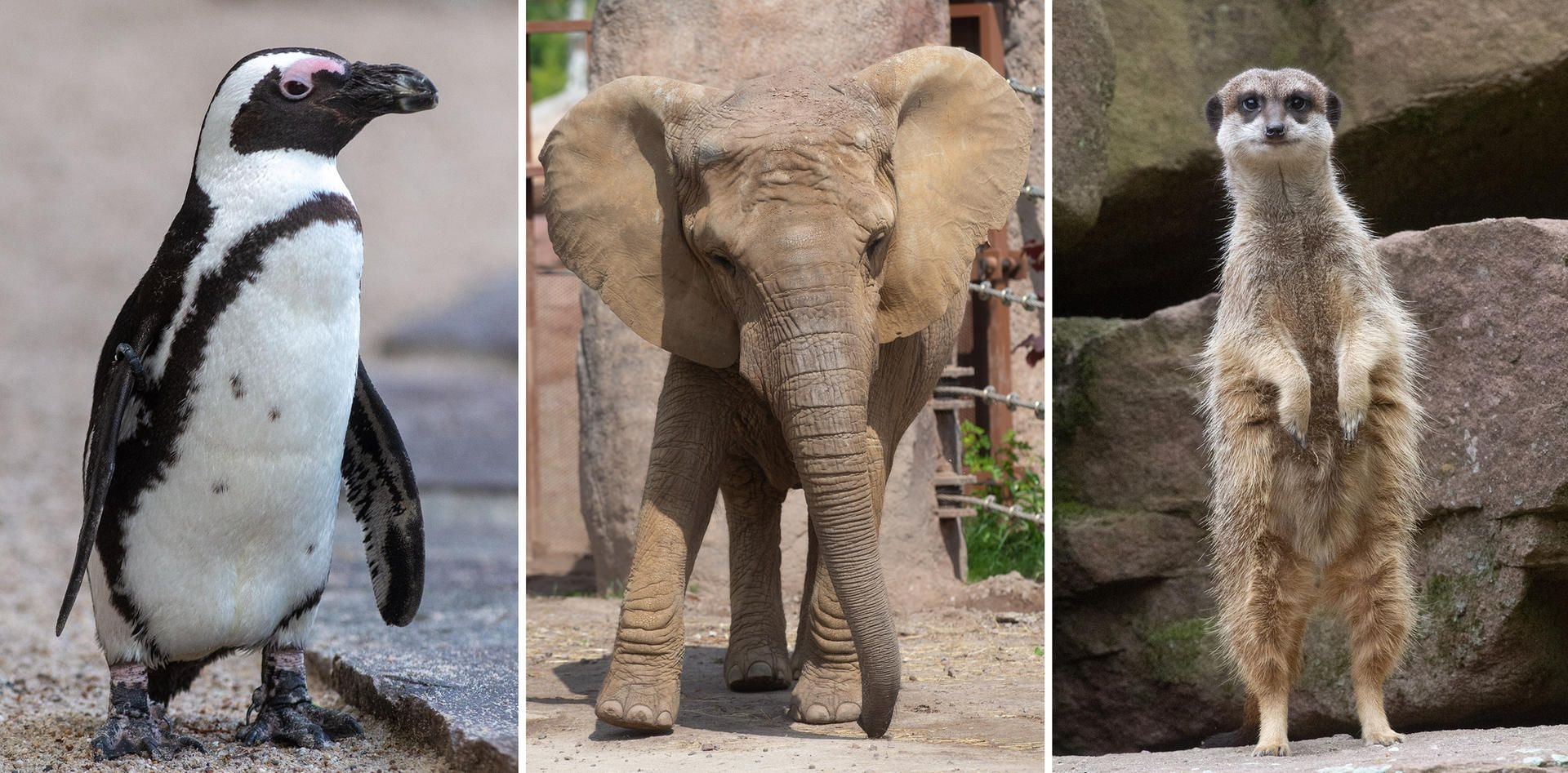 Die Kombo aus drei Bildern zeigt einen Brillenpinguin (l-r), einen Afrikanischen Elefanten und ein Erdmännchen.