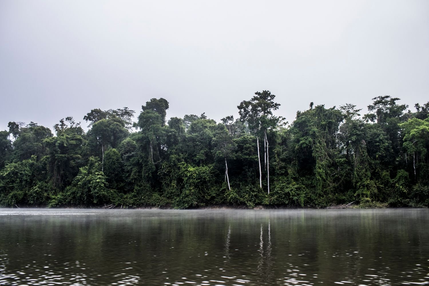 Dschungel am Amazonas (Symbolbild)