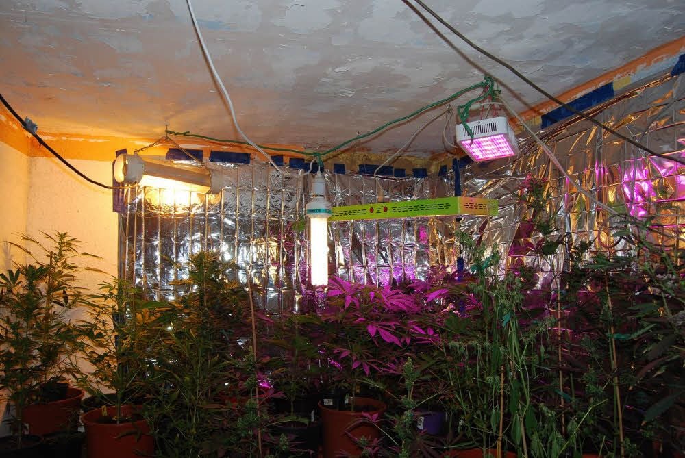 Insgesamt 200 Cannabispflanzen fand die Polizei in einem Gebäudekomplex in einem Teucherner Ortsteil.