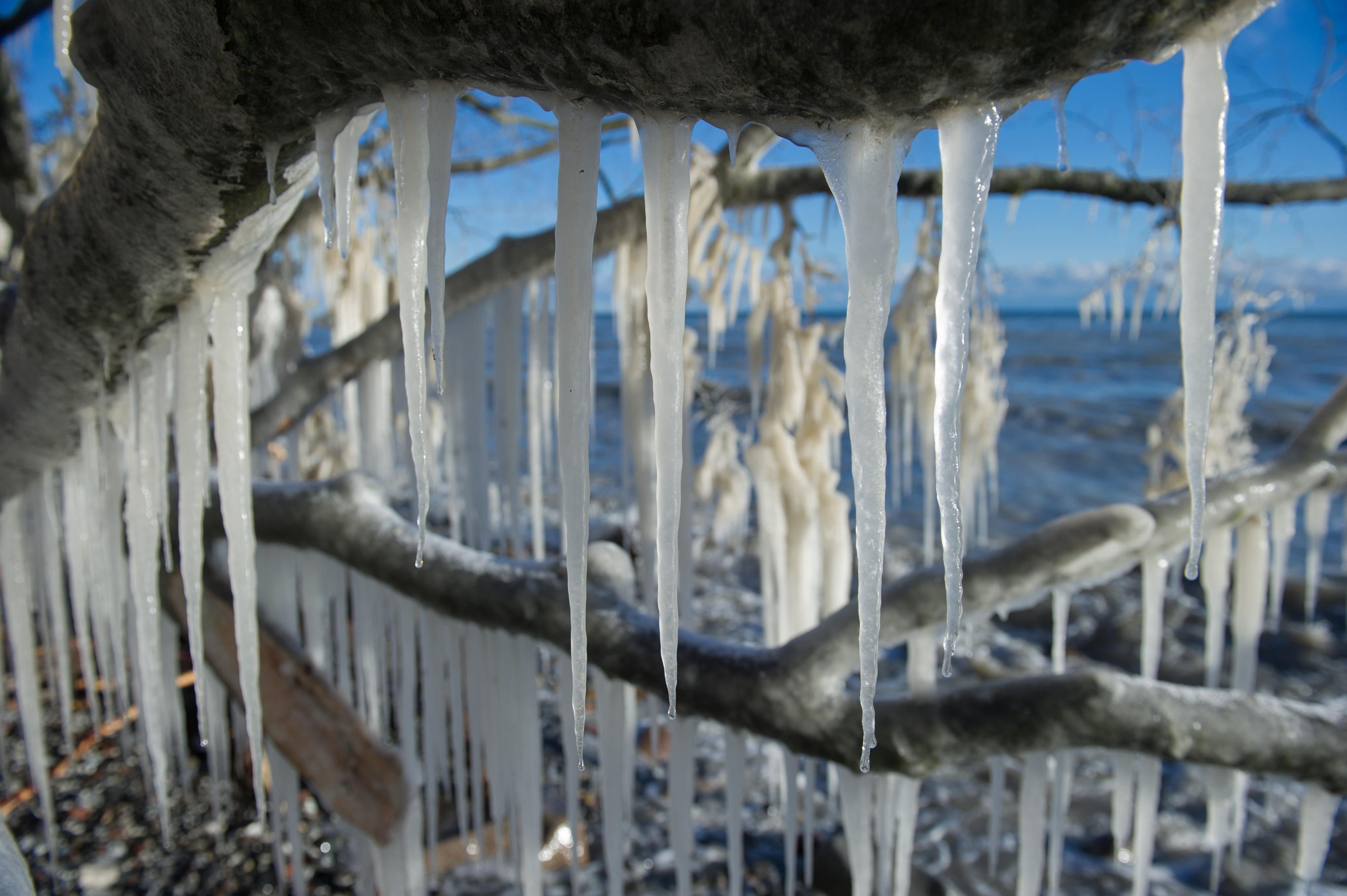 Imposante Eiszapfen sind nach der Sturmflut an Bäumen am Strand von Sassnitz auf der Insel Rügen zu bewundern.