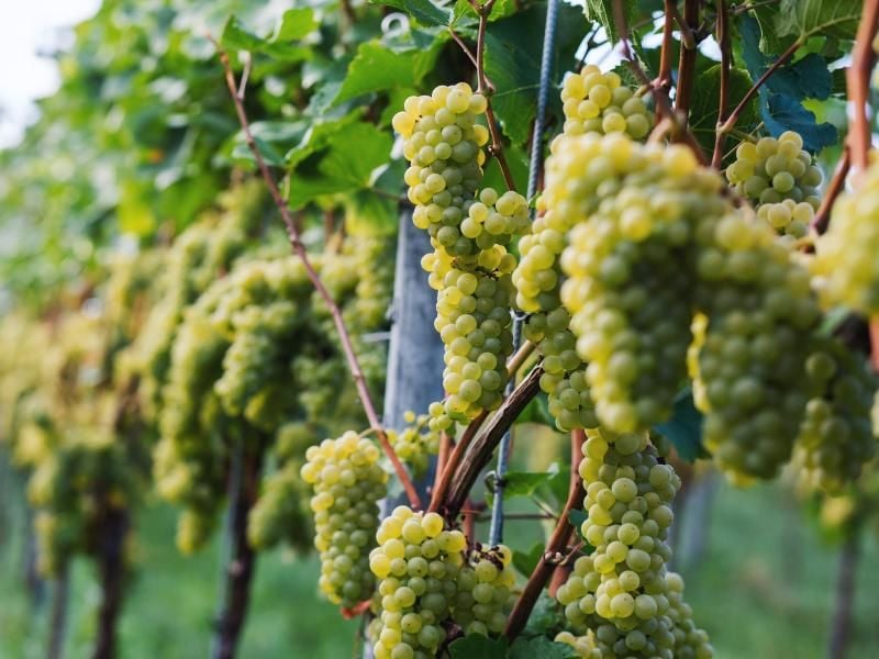 Im Spätsommer und Frühherbst findet in Südbaden die Weinlese bzw. der sogenannte „Herbst” statt, währenddessen die reifen Trauben entweder von Hand oder mit einem Vollernter geerntet werden. Foto: Philipp von Ditfurth/dpa