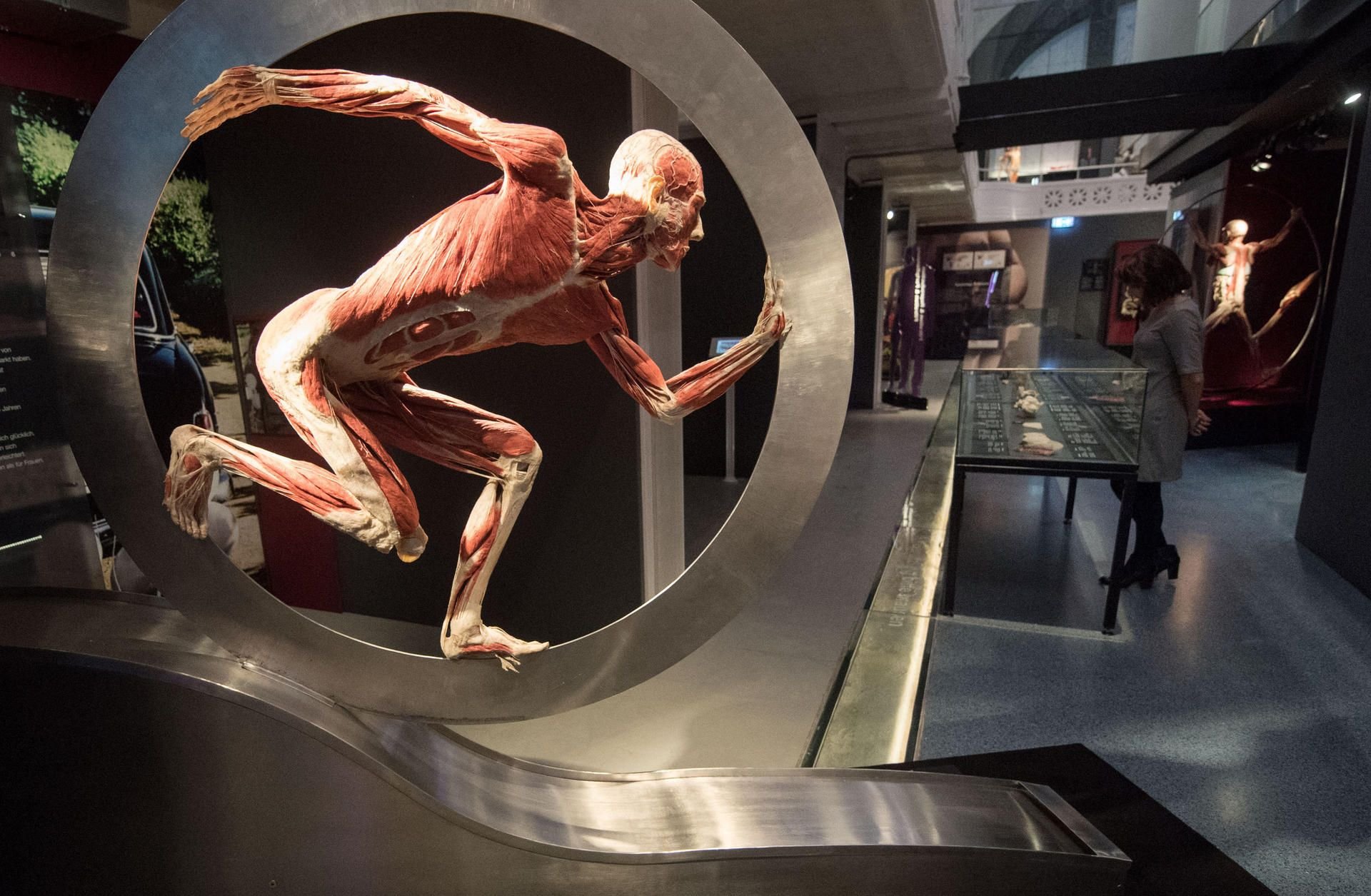 Ein Exponat der „Körperwelten“ Ausstellung.