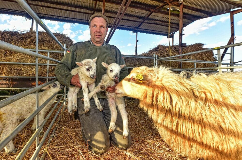 Schäfer Rocco Rösch freut sich über reichlich Nachwuchs. 300 Schafe waren trächtig.