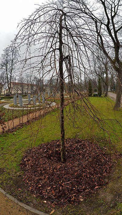 An der Kreuzung auf dem Friedhof in Aschersleben wurden neue Bäume gepflanzt.