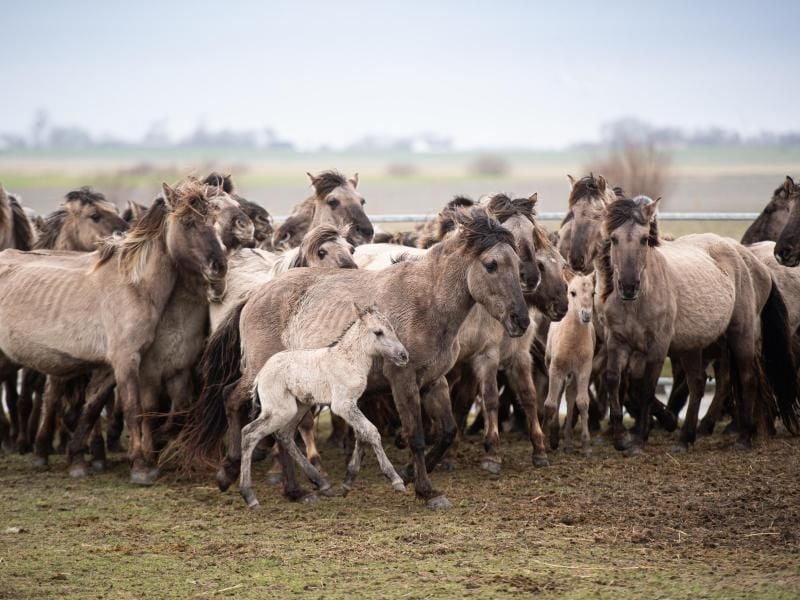 Konik-Pferde stehen in einem mobilen Gatter. Foto: Daniel Reinhardt/dpa/Symbolbild