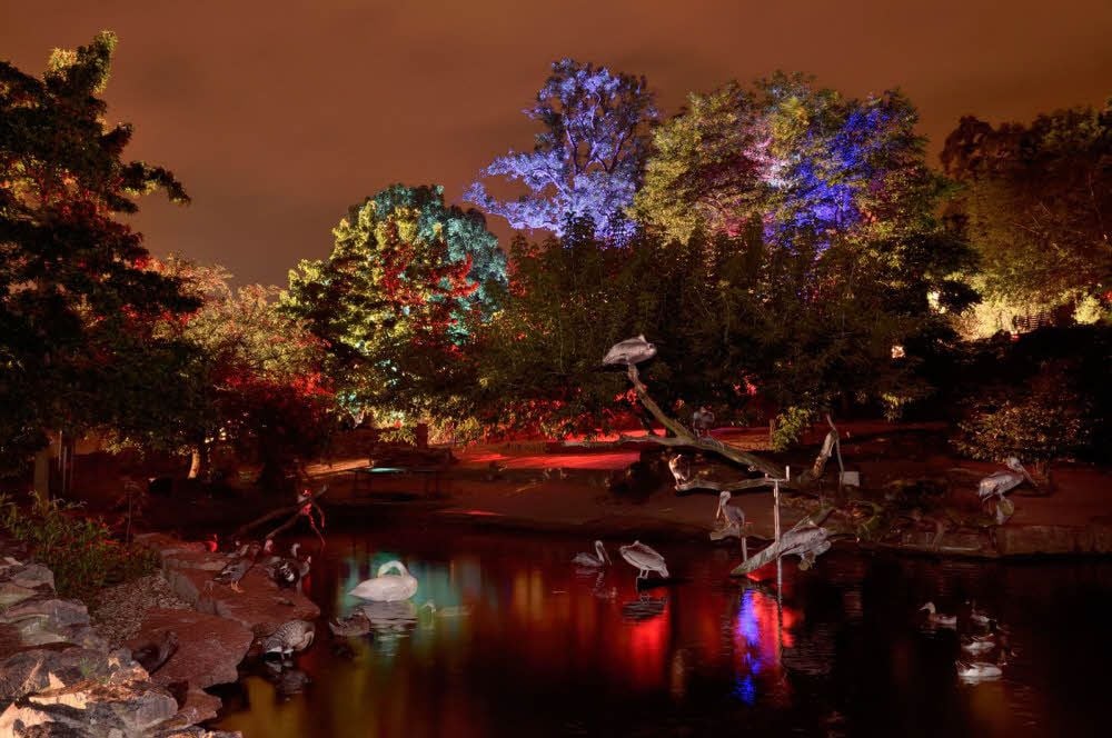 Überall erstrahlt der Zoo Samstagnacht in magischem Licht. So erscheinen die Gehege gleich viel mystischer.