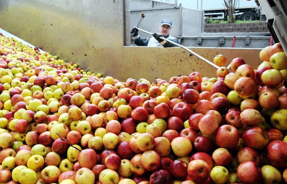 Nachschub für die Saftherstellung: Skawomir Sibinski nimmt weitere Äpfel für die Produktion entgegen.