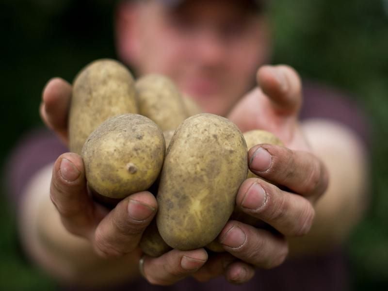 Reif für die Ernte: Ein Mann hält Kartoffeln der Sorte "Sunshine" in den Händen. Foto: Ole Spata (Archivbild)