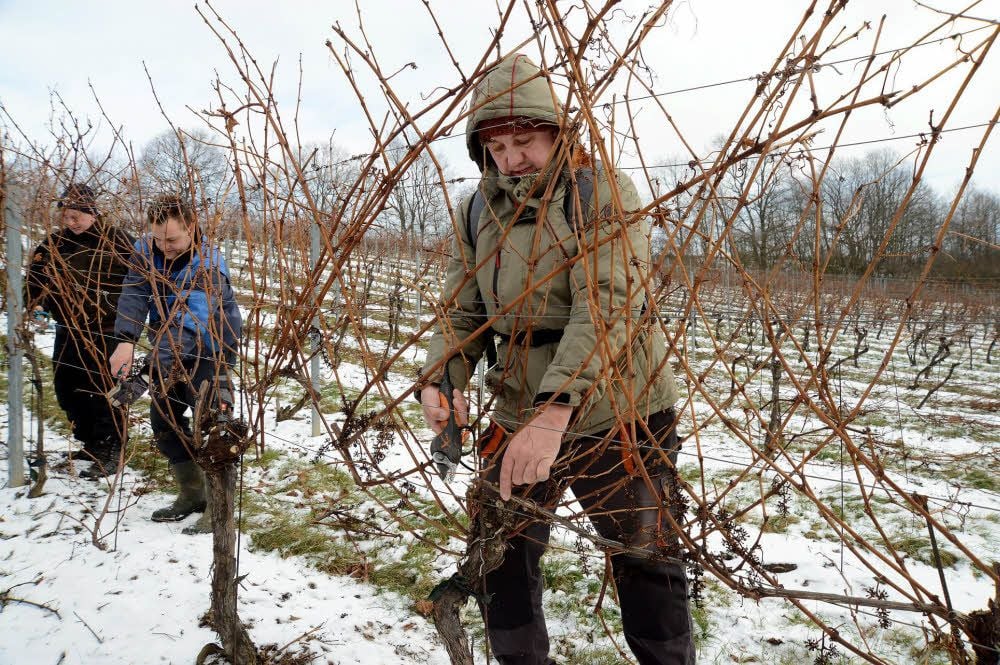 Rebschnitt auf dem Weinberg im Englischen Garten in Salsitz: Hubertus Triebe (vorn), Christian Triebe und Lars Schulze bei der Arbeit.