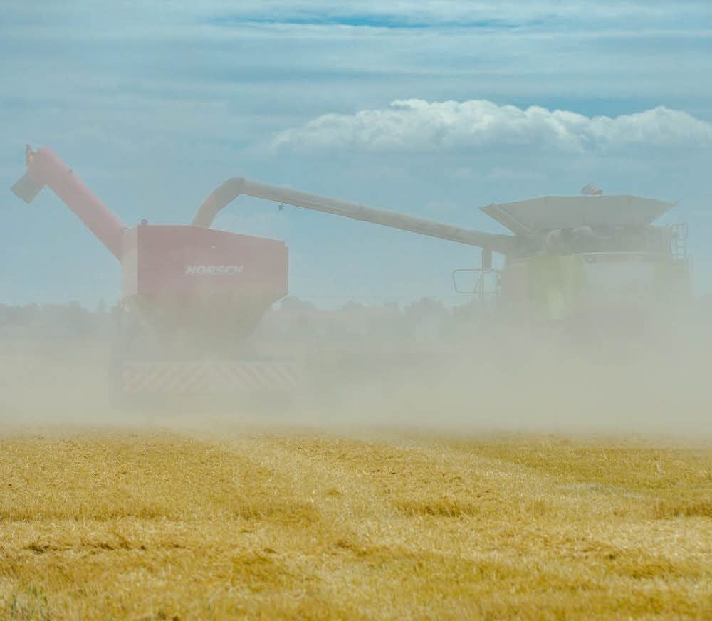 Wenn in diesem Jahr die Bauern der Region ihr Getreide ernten, dürften die Erträge deutlich geringer ausfallen als in früheren Jahren.