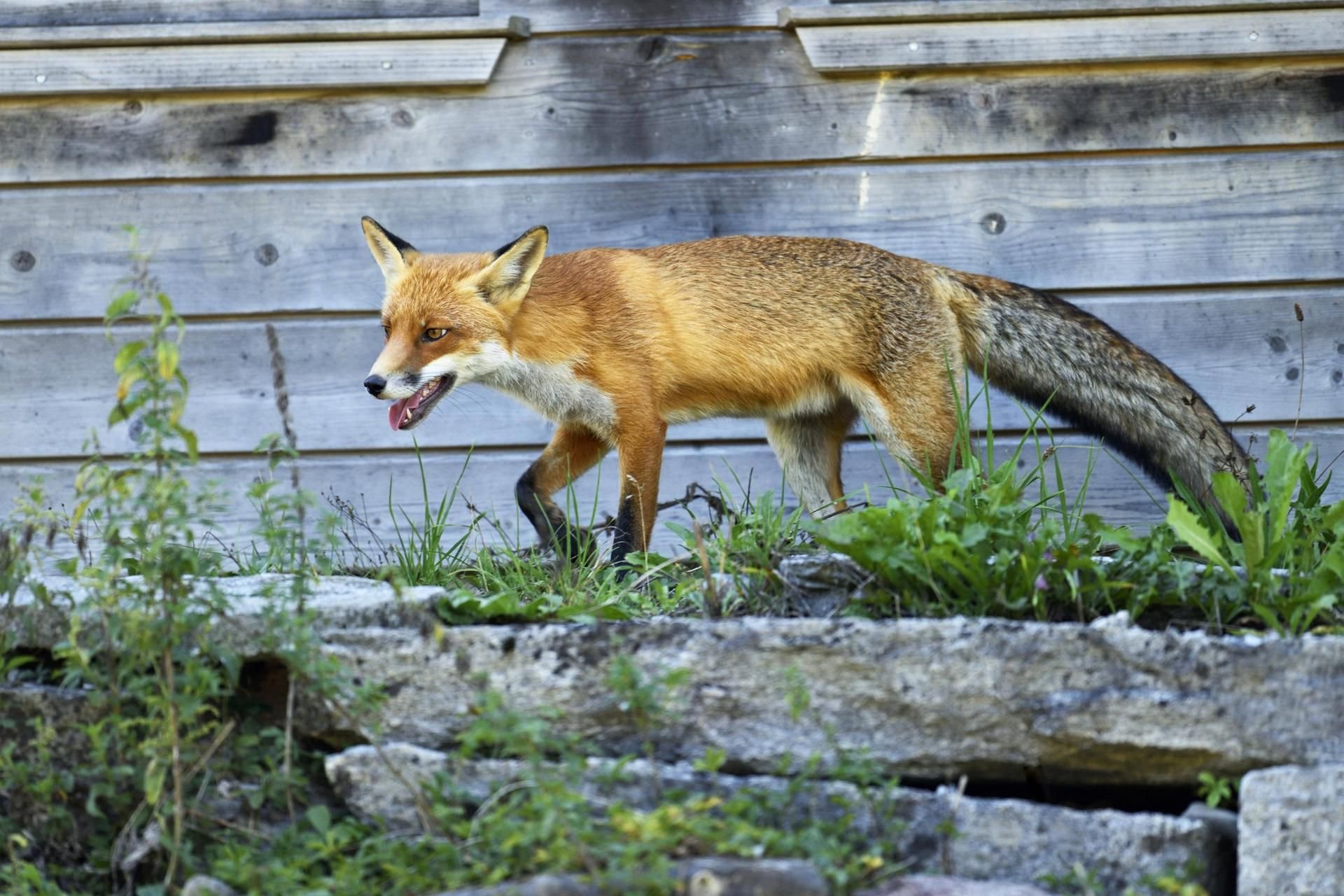 Symbolbild: Ein Rotfuchs schleicht um einen Hühnerstall.