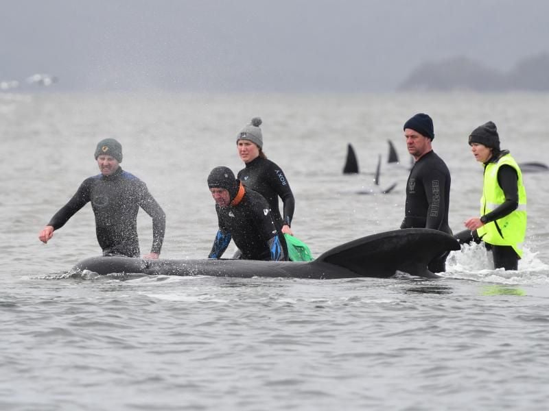 Retter versuchen die Grindwale zurück in tiefere Wasser zu lenken. Für viele Tiere kommt jedoch jede Hilfe zu spät. Foto: Brodie Weeding/THE ADVOCATE/AP/dpa