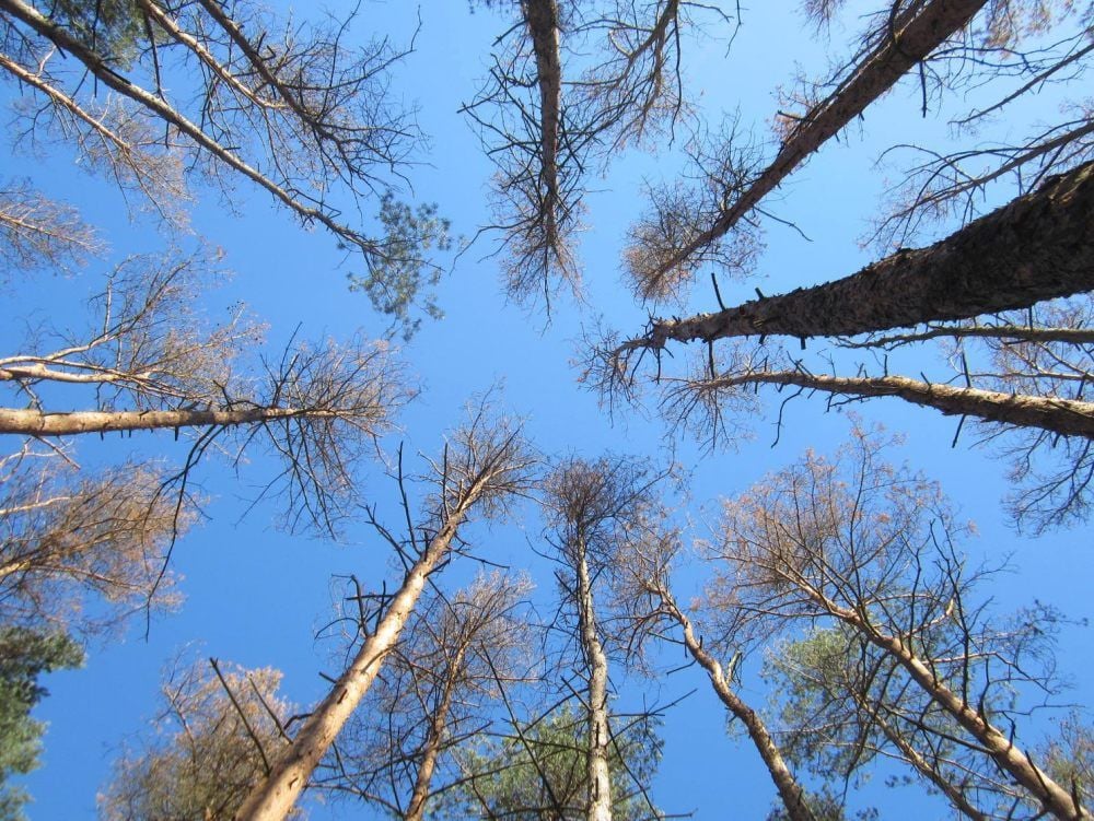 Abgestorbene Kronen, kahle Äste: Der Wald ist weiter im Stress. Das Klima und Schädlinge setzen ihm zu.