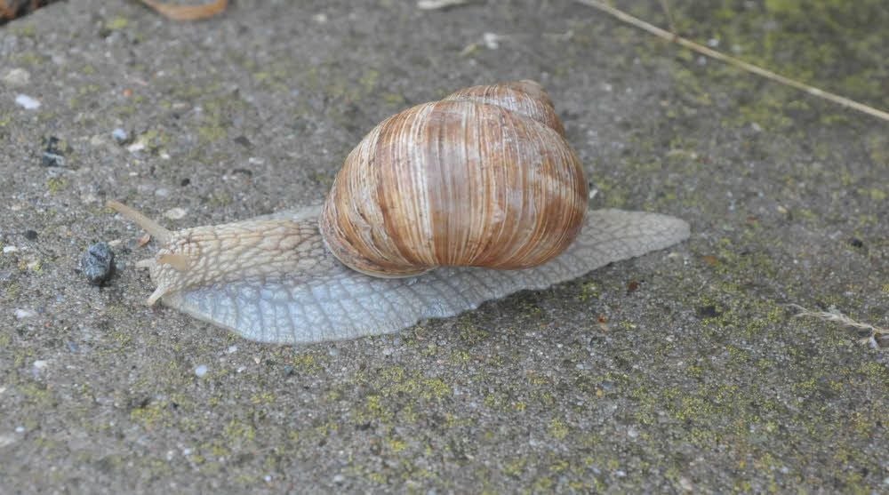 Weinbergschnecke