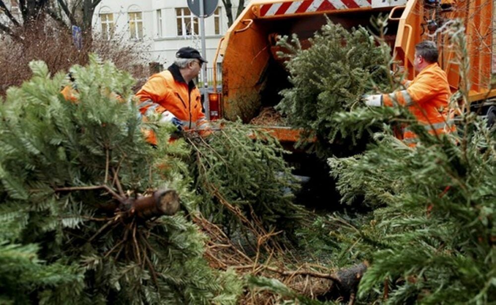 Die Weihnachtsbaumentsorgung, hier ein Foto aus Halle, beginnt im Saalekreis am 11. Januar.