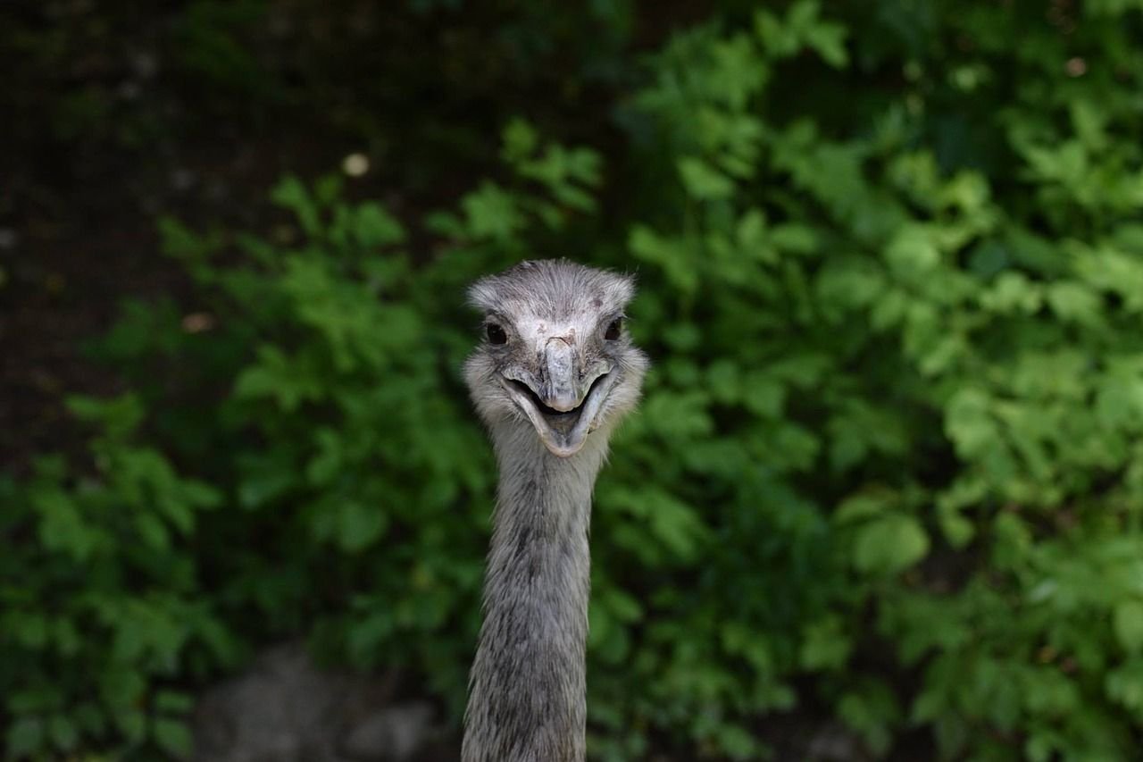 Über das weitere Vorgehen mit dem Emu will das Landratsamt Thüringen am Dienstag informieren.