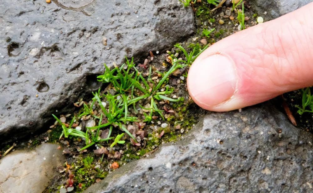 Unscheinbar in einer Pflasterfuge versteckt: Das liegende Mastkraut erinnert eher an ein Moos, gehört aber zu den Nelkengewächsen.