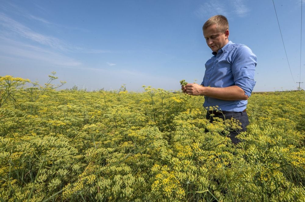 Robin Schmidt begutachtet den Fenchel - und ist zufrieden.