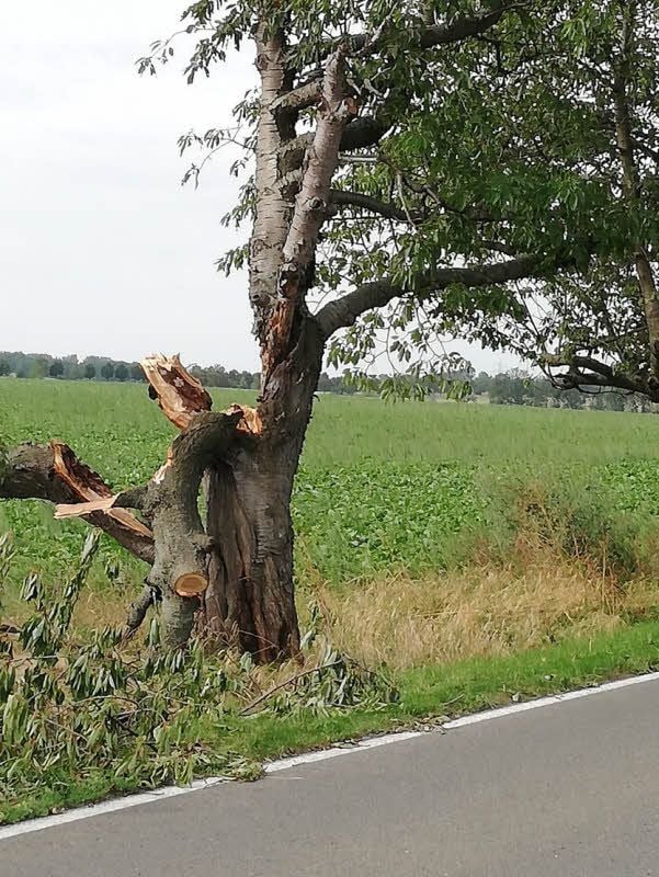 Gut und gerne 15 stattliche Kirschbäume sind an der Landstraße von Gleina nach Sprossen bei dem Sturm beschädigt wurden.