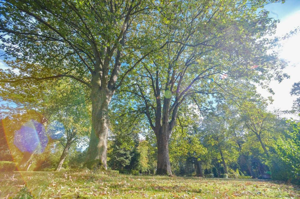 Unter imposanten Bäumen soll auf dem Friedhof Maxdorfer Straße eine Möglichkeit dafür geschaffen werden, Urnen mit der Asche Verstorbener in der sogenannten Kronentraufe in der Erde zu bestatten. Der abgebildete Ort käme dafür in Betracht.