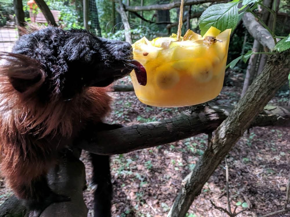 Die Roten Varis im Ascherslebener Zoo - eine Lemurenart - schlecken bei großer Hitze gern an Fruchteis-Bomben.