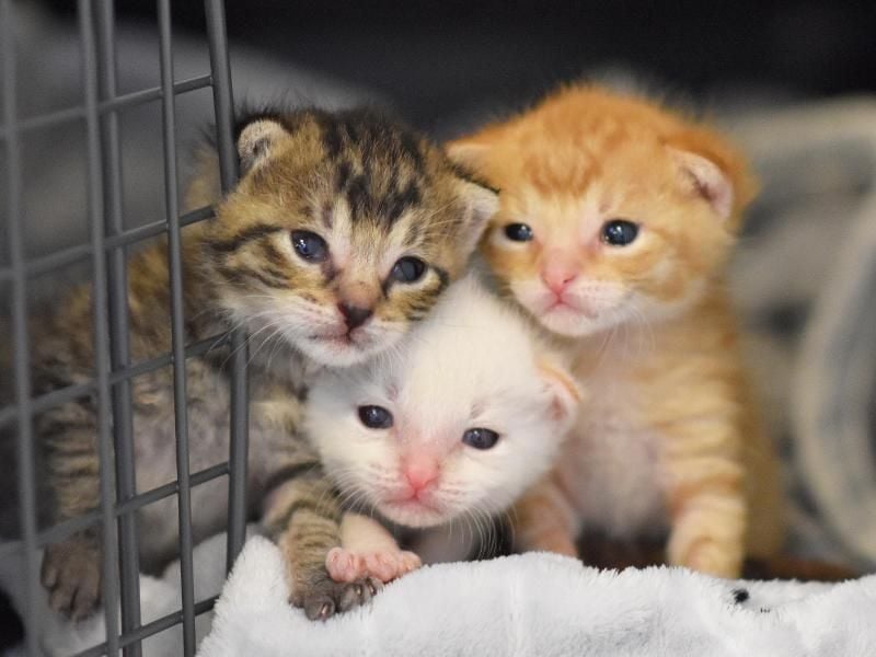 Glück gehabt: die drei Katzenbabys im Tierheim Berlin. Foto: Tierheim Berlin