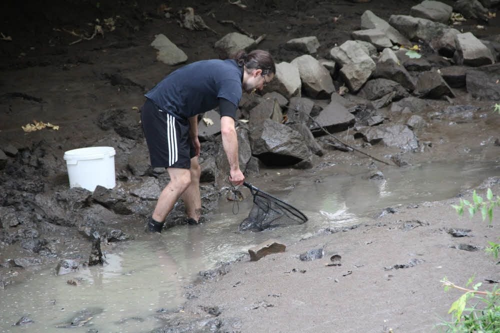 Abfischen auf der Radinsel. 80 Mitglieder zählt die Ortsgruppe Bad Kösen, 600 der Angelverein Naumburg. In der Pflege sind die Saale ab Thüringen bis Eulau, kleine Saale und Wethau, zudem vier stehende Gewässer.