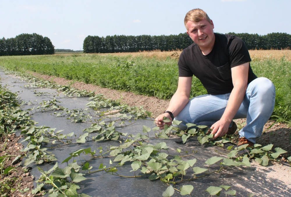 Sören Starke von den Seydaland Agrarbetrieben präsentiert hier die kleine Süßkartoffel-Versuchsanlage des Unternehmens. Wie man deutlich sieht, hat die Süßkartoffel als Windengewächs in ihrem Erscheinungsbild nicht viel gemein mit der gewöhnlichen Kartoffel.