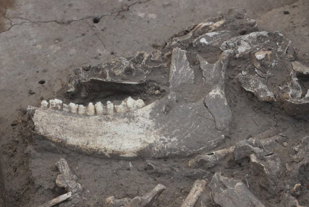 Der Unterkiefer eines menschlichen Skeletts gibt Rätsel auf. Warum liegt er weit entfernt vom Schädel?