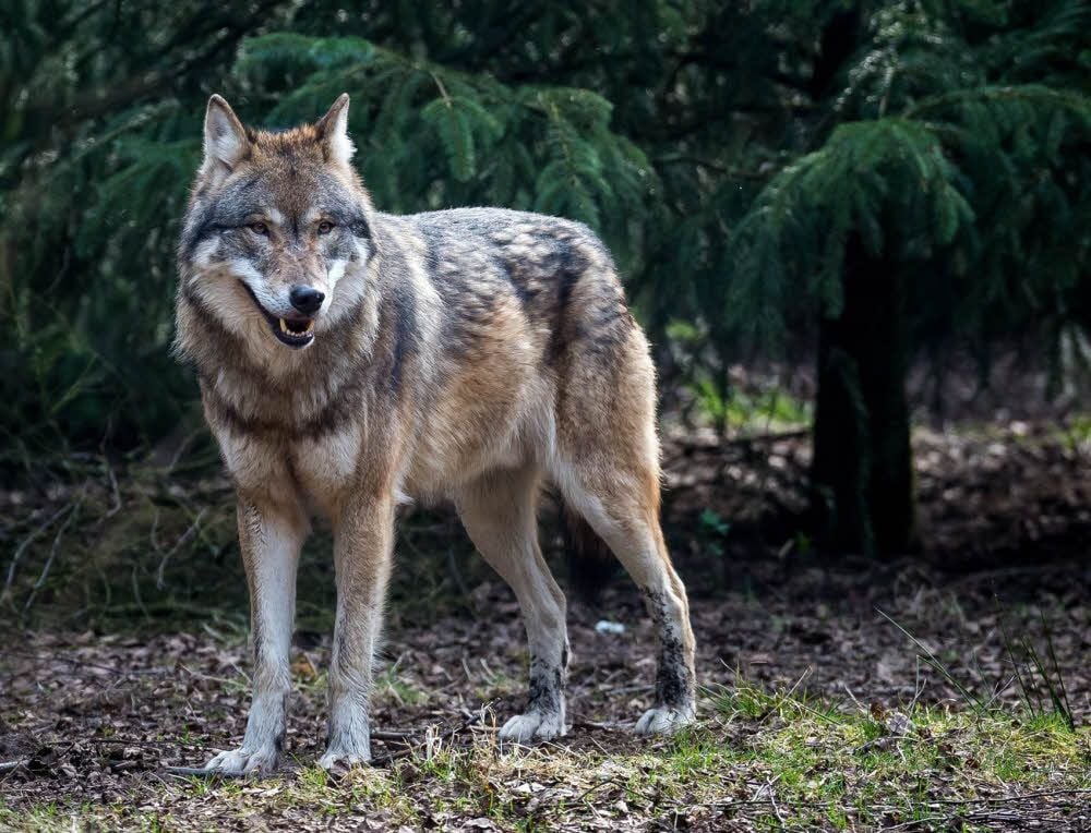 Bisher gab es einen genetisch nachgewiesenen Wolfsriss im Landkreis. Hinweise deuteten bisher nicht auf eine feste Ansiedlung des Raubtieres im Burgenlandkreis hin.