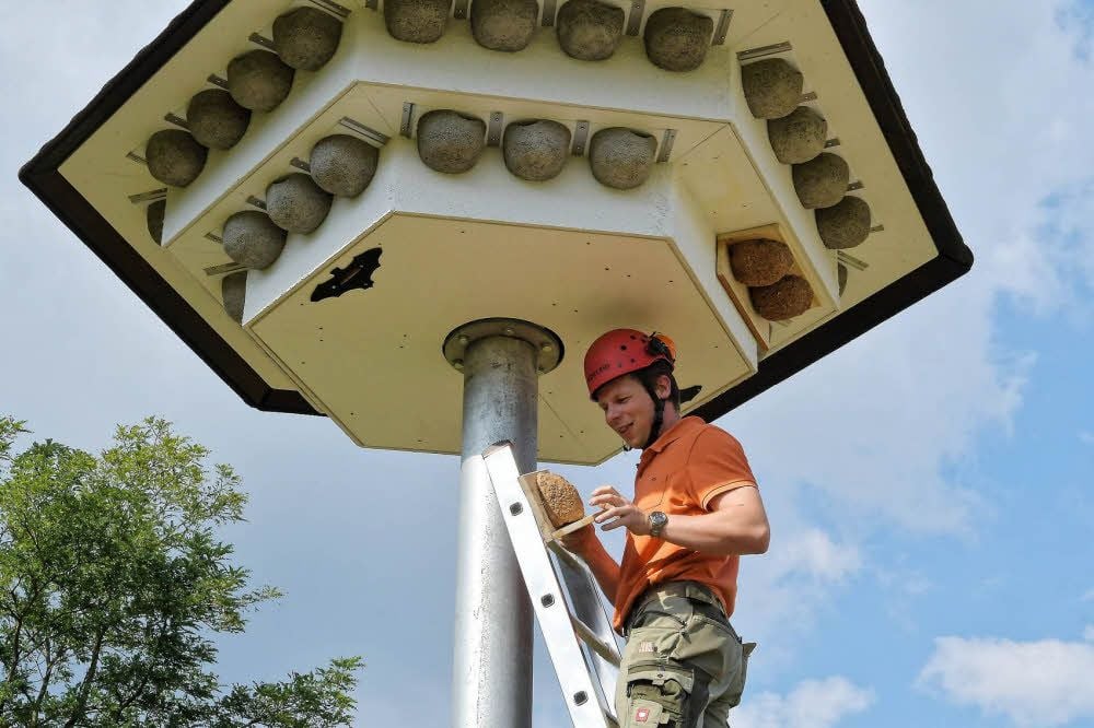 Christoph Otto bringt am Schwalbenturm ein künstliches Nest an.