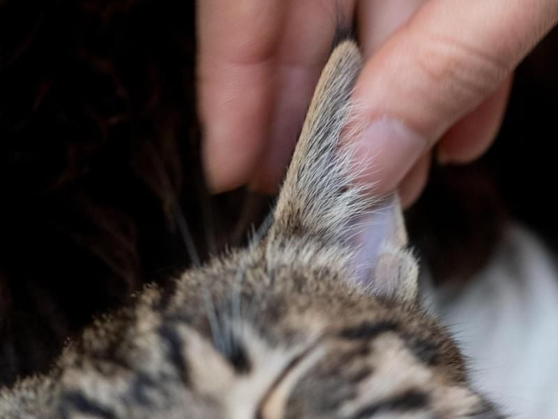 Katzenhalter sollten die Ohren ihrer Stubentiger regelmäßig auf Verunreinigungen oder verklebte Haare untersuchen. Foto: Franziska Gabbert