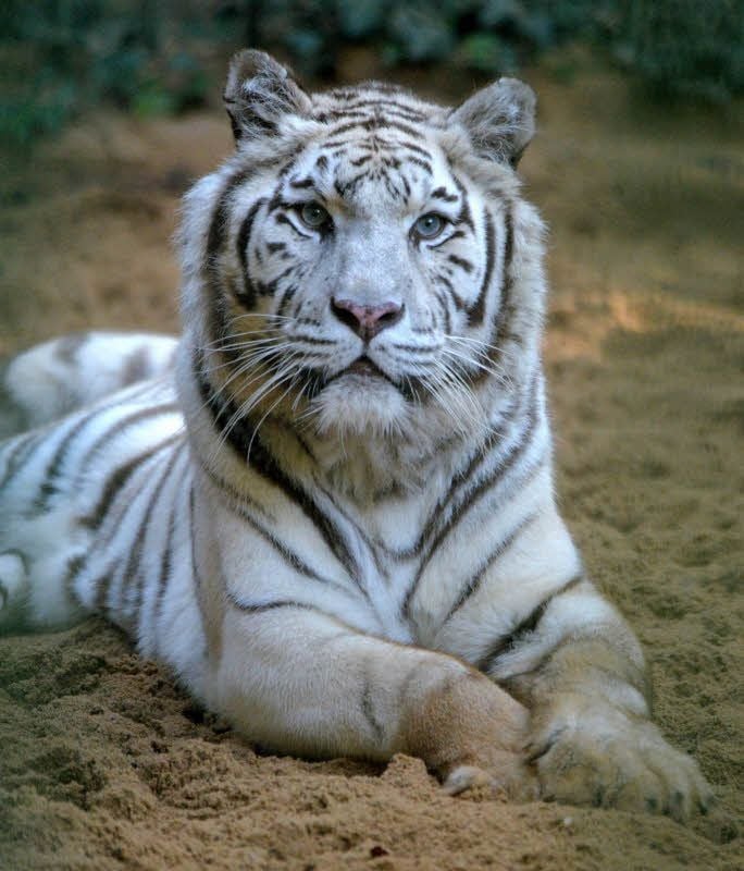 Kimmy-Ascania ist eine junge Tigerdame geworden. Sie ist der erste weiße Tiger, der in einem ostdeutschen Zoo geboren wurde.