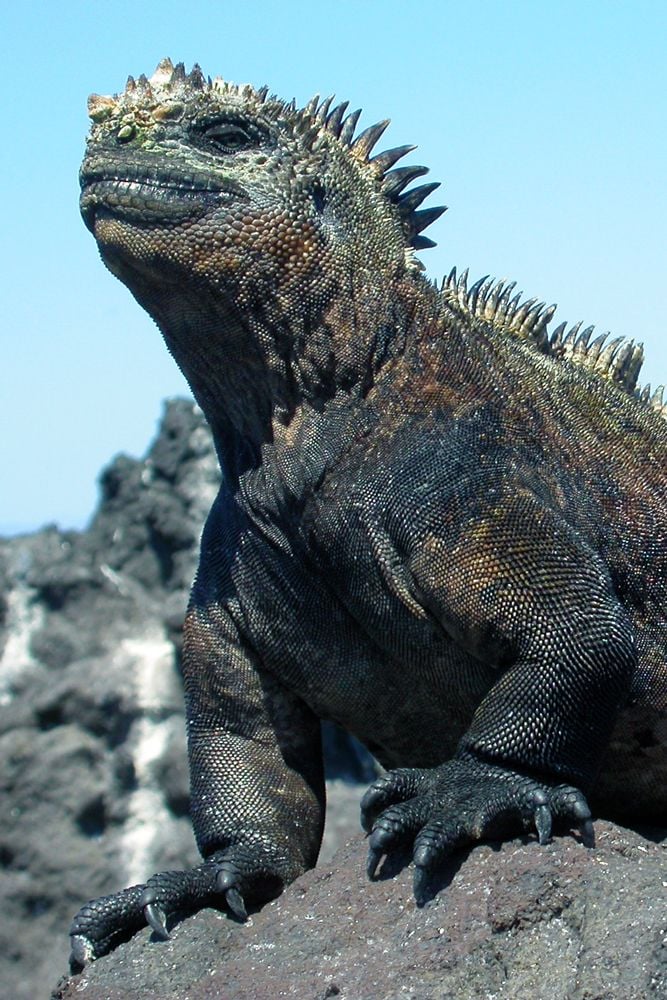 Godzilla lebt – So tauften Forscher zumindest eine Unterart von Meeresechsen.