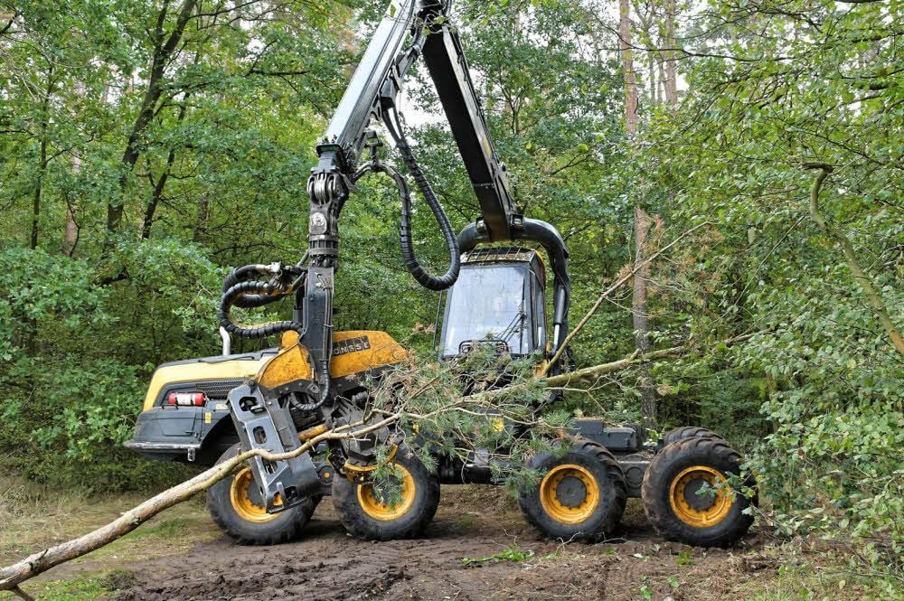 Mit einem Harvester wird eine Kiefer in weniger als einer Minute gefällt und entastet.