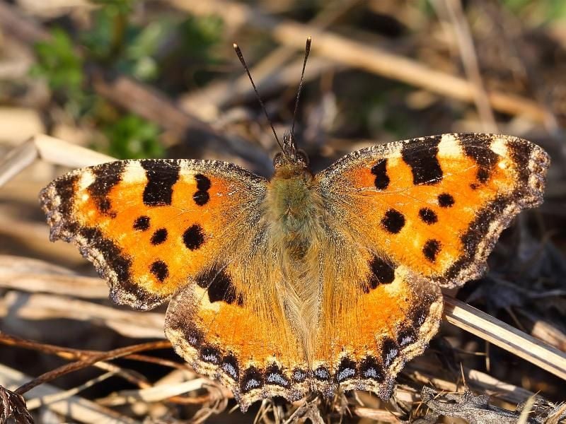 Der Große Fuchs ist zum „Schmetterling des Jahres 2018” gekürt worden. Foto: R. Manderbach/www.deutschlands-natur.de/dpa-tmn