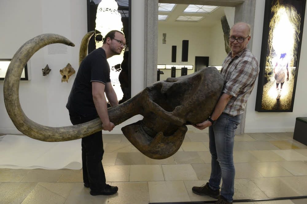 Kopf ab: Richard Häfner (l.) und Matthias Krüger mit dem Haupt des Mammuts.