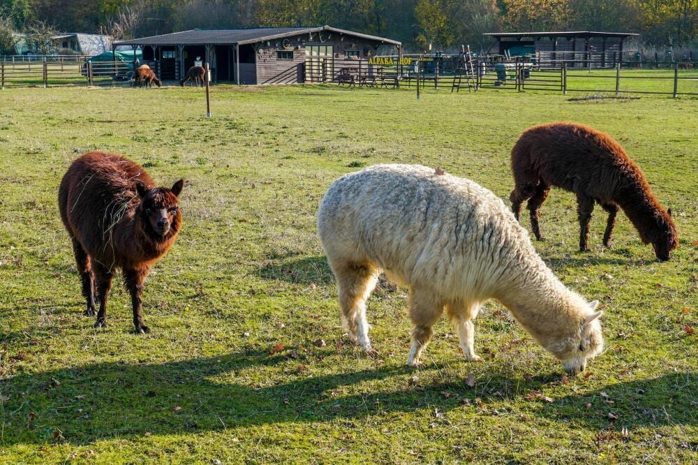 Alpakas in Vockerode Alpakas in Vockerode Nadelb ume zum Fressen