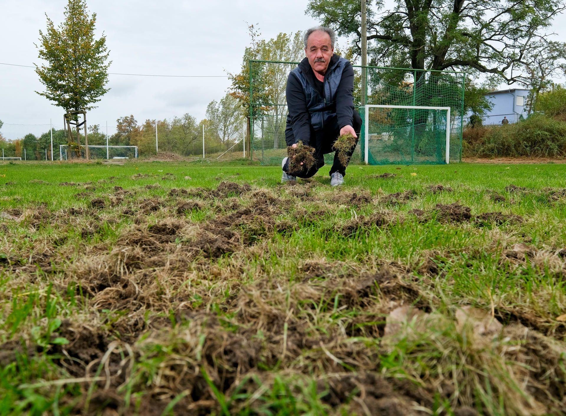 Michael Heuschkel zeigt, welche Schäden die Wildschweine auf dem Sportplatz verursacht haben.