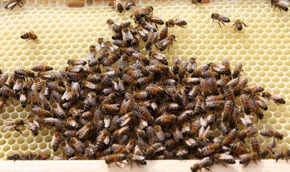 Blick in den Bienenstock.
